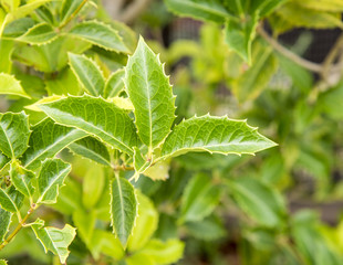 ヒイラギモクセイの若い葉