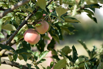 Ripe apples on a branch, lit by the evening sun in a summer garden