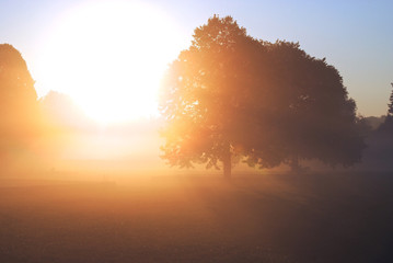 Sunrise Over Trees in a Foggy Park