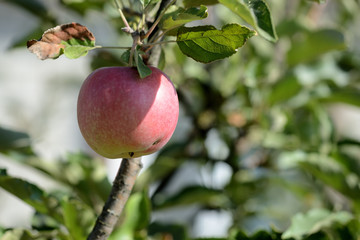 A ripe apple on a branch, lit by the evening sun in a summer garden