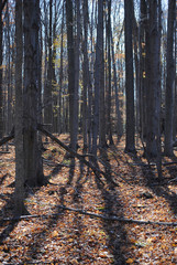 Tall Bare Tree Trunks in a Forest in the Fall