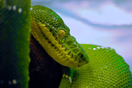 Green Tree Python