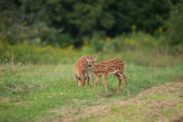 fawn