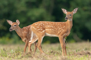 fawns