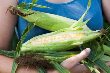 Corn agriculture harvest, crop in farmer hands. Organic food.
