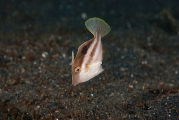Striped Filefish
