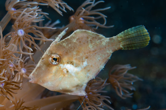 Bristle-Tail Filefish Acreichthys tomentosus