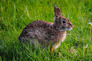 Bunny Rabbit in the Grass