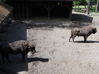 View of two european bisons stand on sandy ground in enclosure at city of Pszczyna in Poland © Jakub Korczyk