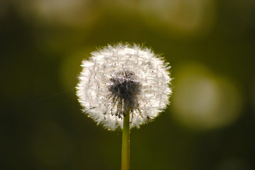 Obraz premium Dandelion Full of Seeds in the Sun