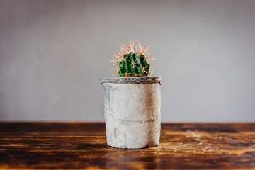 Potted cactus house plant on grey background. Detail of cactus plant in grey pot on wooden table.