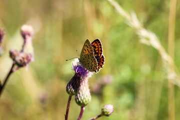 Schmetterling, Falter auf einer Pflanze