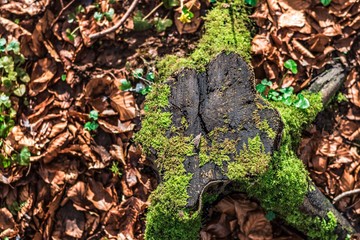 Moss growing on a tree stump