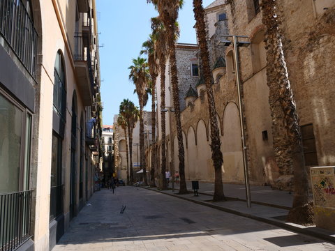 Raval palm trees