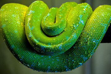 Green Tree Python Coiled up on a Branch