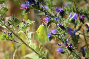 Zitronenfalter, Schmetterling, Falter auf einer Pflanze