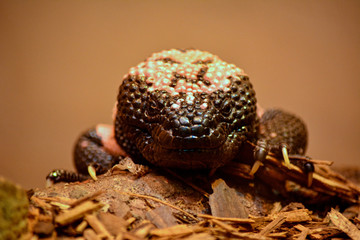 Gila Monster Looking at you Over a ledge