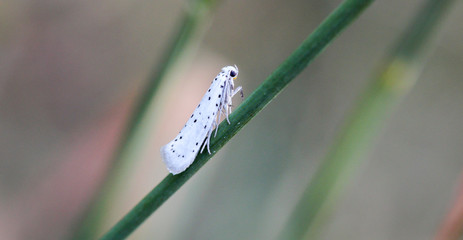 weiße Tiegermotte, Schmetterling, Falter auf einer Pflanze