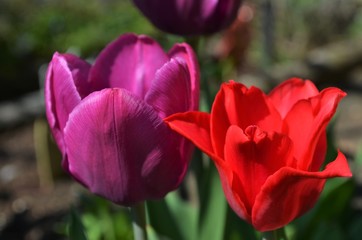 red and purple tulips in a garden