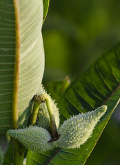 636-60 Milweed Pod and Leaf