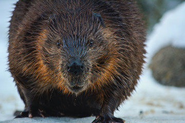 Beaver Walking Towards You in the Snow