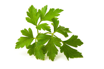 Fresh green parsley leaf, isolated on white background.