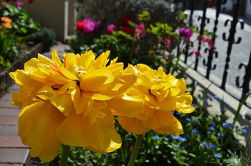 two big yellow flower blossoms in a garden