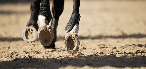 Fototapeten The horse runs on the sandy road the detail of the hooves © pavel1964