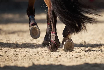 Fototapeten Das Pferd läuft auf der Sandstraße das Detail der Hufe © pavel1964