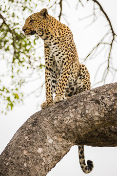 Close-up of Leopard Sitting in a Tree, Looking Down