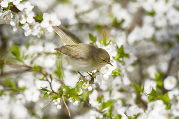 Bird chifchaff on flowering plum tree branch in spring