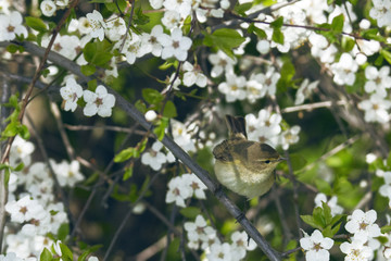 Bird chifchaff on flowering plum tree branch in spring