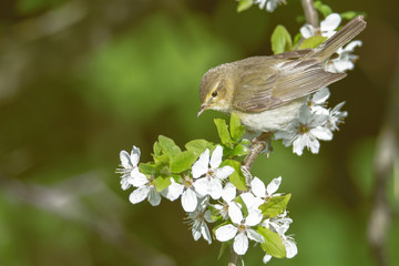 Bird chifchaff on flowering plum tree branch in spring