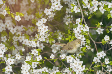 Bird chifchaff on flowering plum tree branch in spring