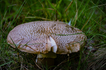 Champignon