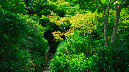 京都嵐山(Kyoto Arashiyama)