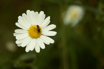 Abeille et fleur .