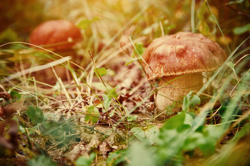 Mushrooms Boletus growing in forest. Autumn Cep Mushrooms. Mushr