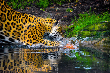 Jaguar Splashing into the Water © Mark