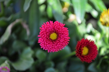 pink and red English daisy in a garden