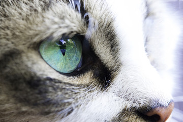 A close-up of a cat's eye is turquoise. Reflection of green foliage on the surface of the eyeball