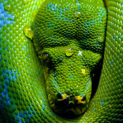 Obraz premium Closeup of a Green Tree Python with Water Droplets