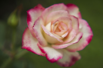 Pink and white roses in the garden / Tropical Rose Garden 