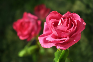 Beautiful pink rose on green leaf background. Growing in the garden. Close-up
