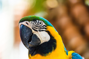 Macaw parrot blue and yellow color.