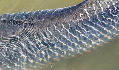 Closeup scale of Arapaima.