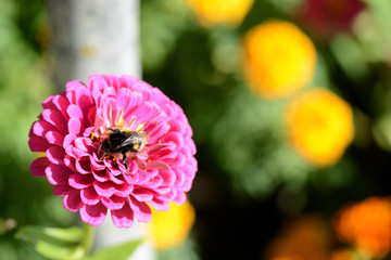 Bumblebee on a bright cynia flower in a summer garden close up