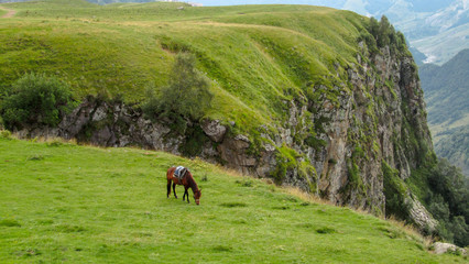 Naklejka na ściany i meble Horses in the mountain. 