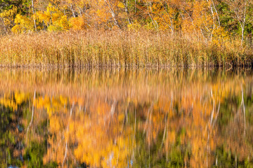 Forest lake with reeds and water reflections in autumn