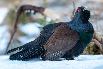 Capercaillie male side view